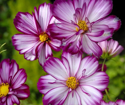 Pink and white annual flowers